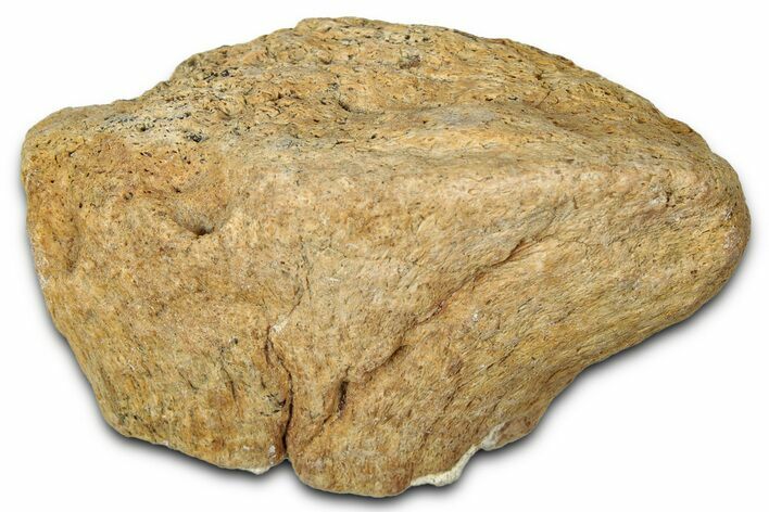 Dinosaur (Triceratops) Frill Shield Section - Montana #348011